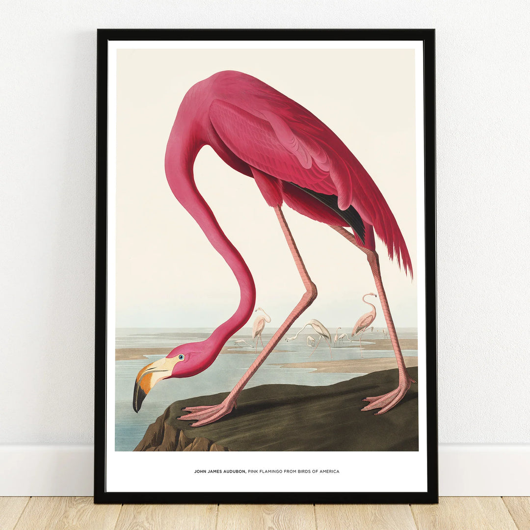 Framed wall art print of a pink flamingo illustration, classic bird decor.