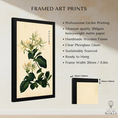 Japanese Honeysuckle Art Print – Vintage Botanical Wall Art — framed print details measurements quality details