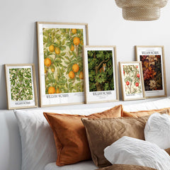 William Morris Prints - Orange Grove Fruit Tree Art Print - Botanical Poster displayed in framed art on a cozy sofa.