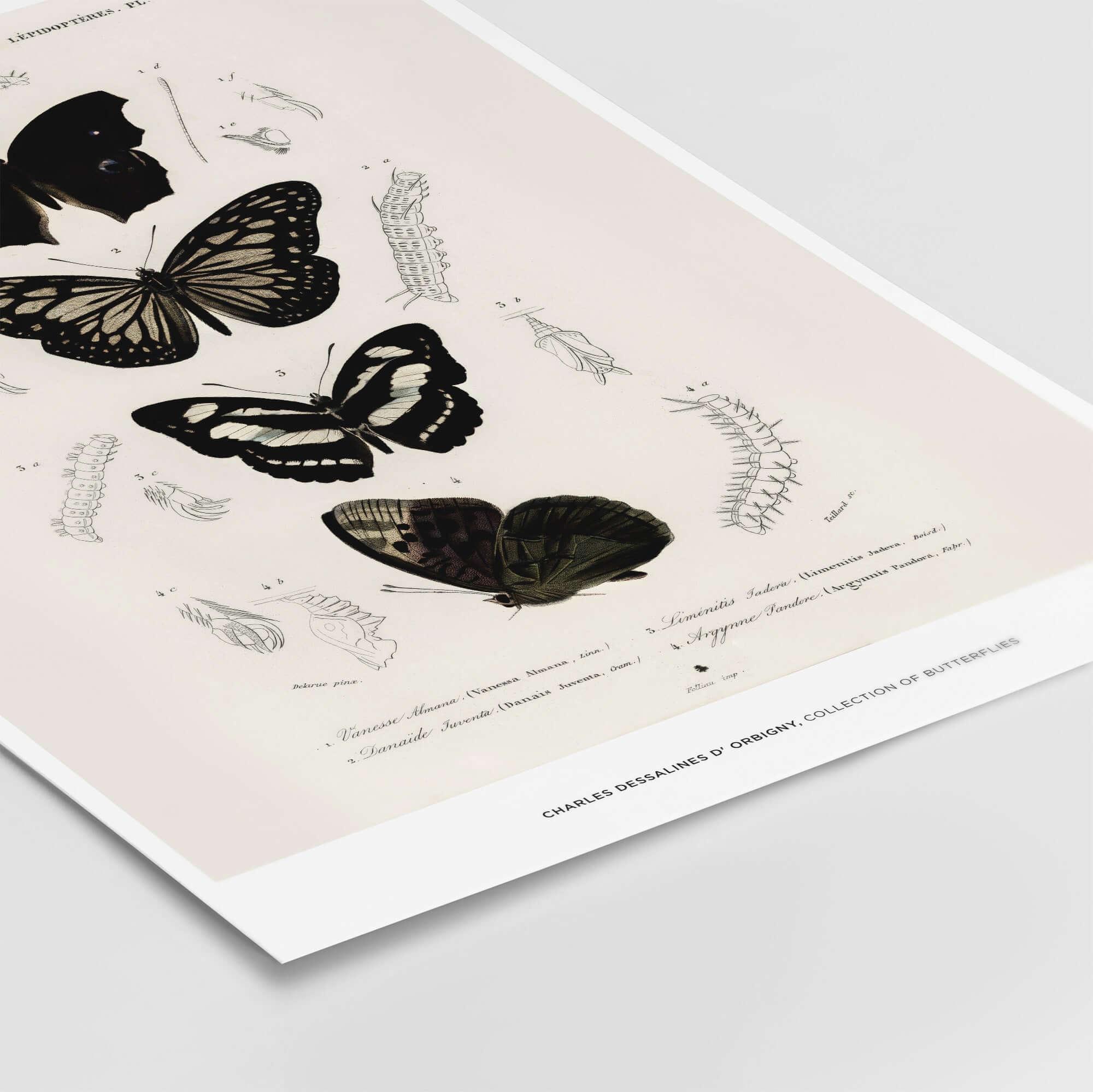 Exhibition Art Print Charles d'Orbigny Butterflies Vintage Entomology Poster Wall Art featuring butterfly illustrations.