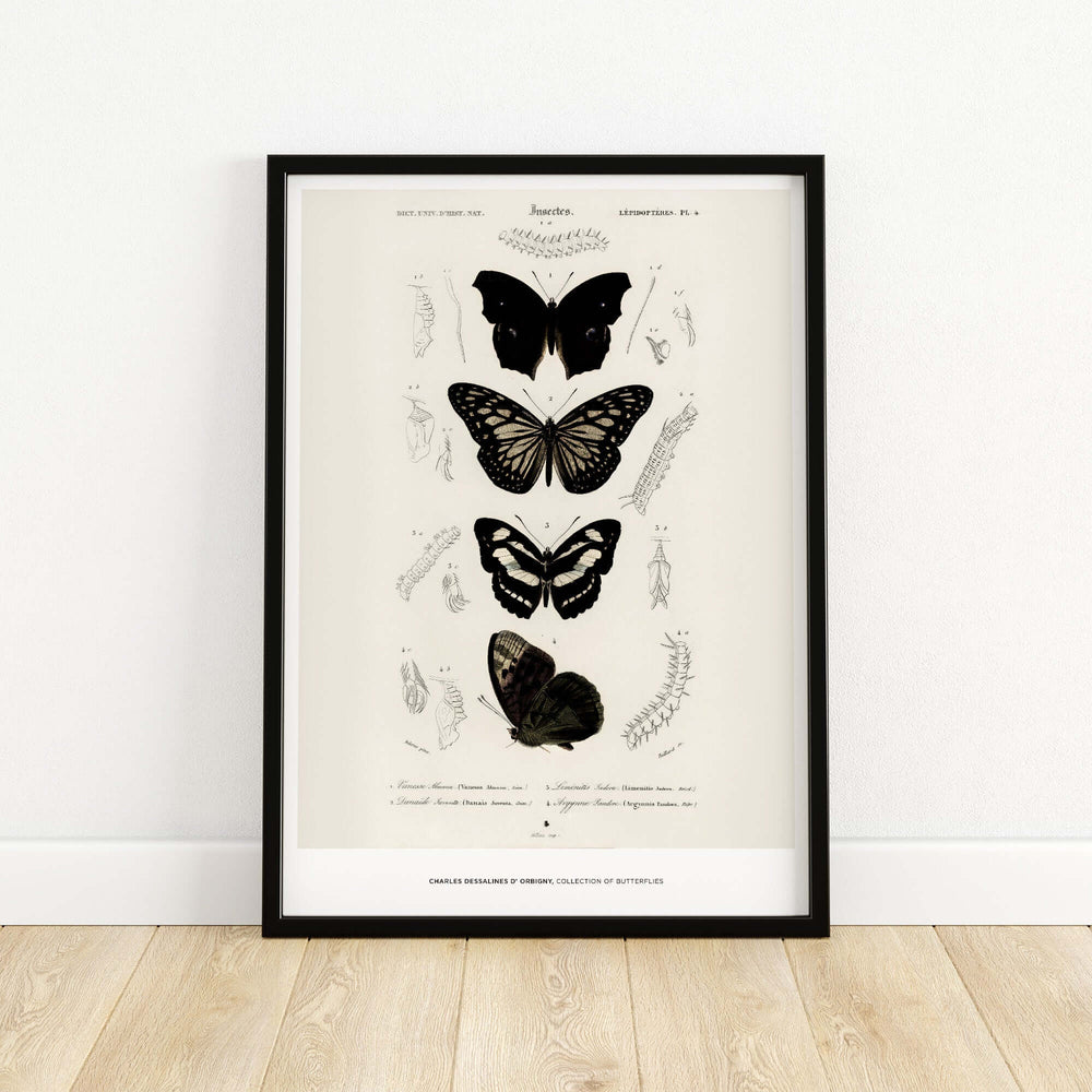 Vintage entomology art print featuring butterflies by Charles d'Orbigny in a black frame on a light wall.