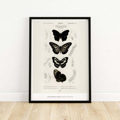 Exhibition Art Print Charles d'Orbigny Butterflies Vintage Entomology Poster Wall Art in a framed display.