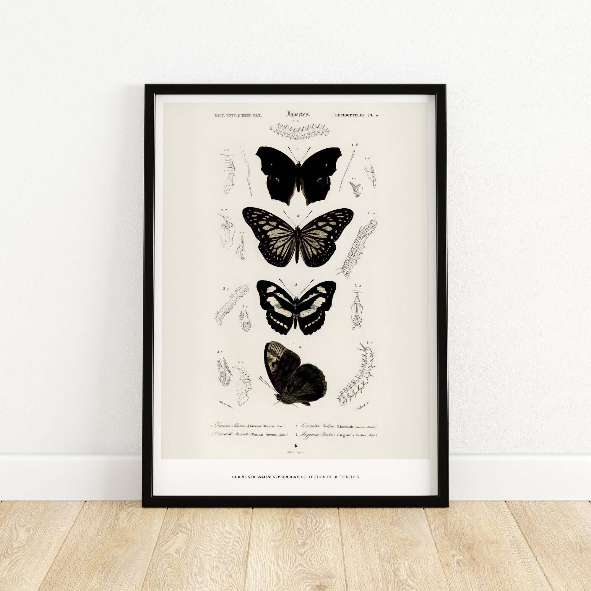 Exhibition Art Print Charles d'Orbigny Butterflies Vintage Entomology Poster Wall Art in a framed display.
