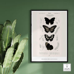 Exhibition Art Print Charles d'Orbigny Butterflies Vintage Entomology Poster Wall Art showcasing butterfly illustrations.