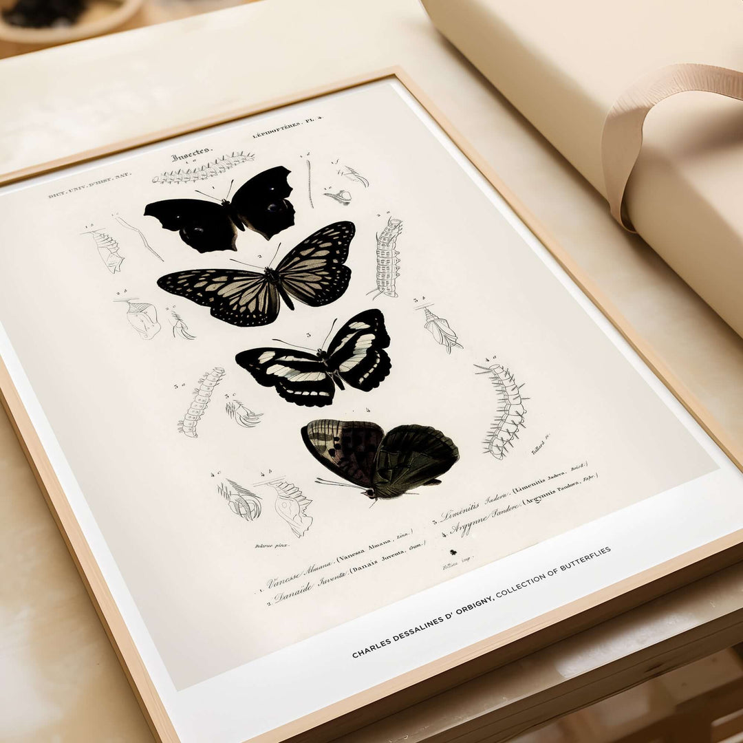 Vintage butterfly art print by Charles d'Orbigny showcasing various species and life cycles in detailed illustrations.