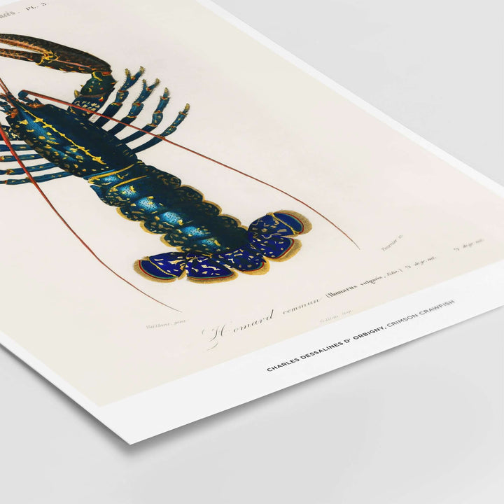 Vintage lobster illustration by Charles d'Orbigny showcasing a detailed Crimson Crawfish on wall art.