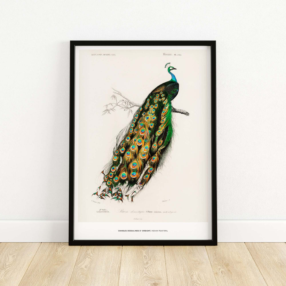 Charles d'Orbigny Indian Peafowl vintage wall art print, showcasing a peacock with vibrant feathers on display.