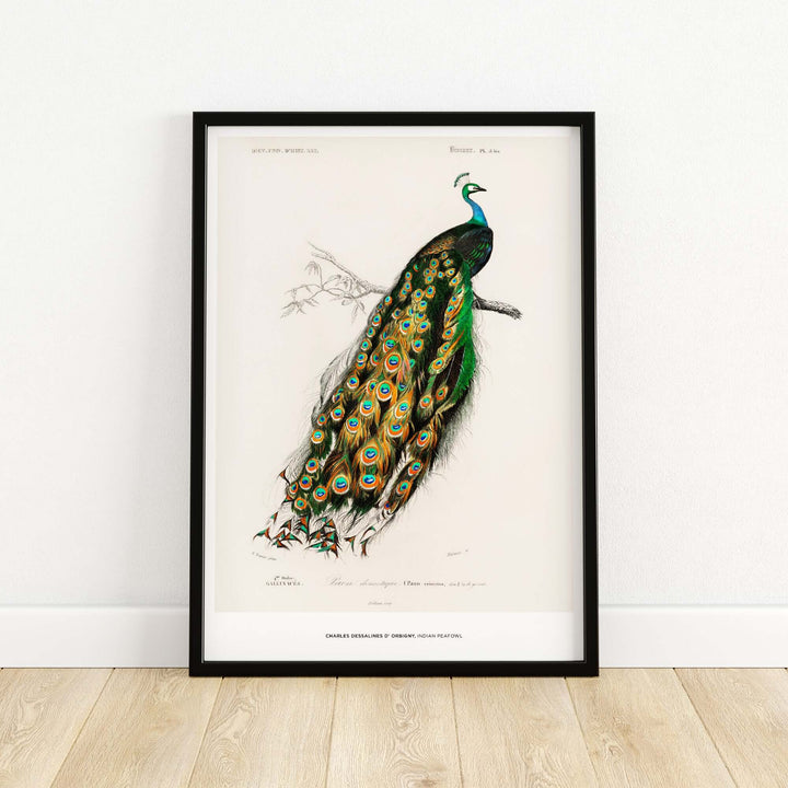 Charles d'Orbigny Indian Peafowl vintage wall art print, showcasing a peacock with vibrant feathers on display.