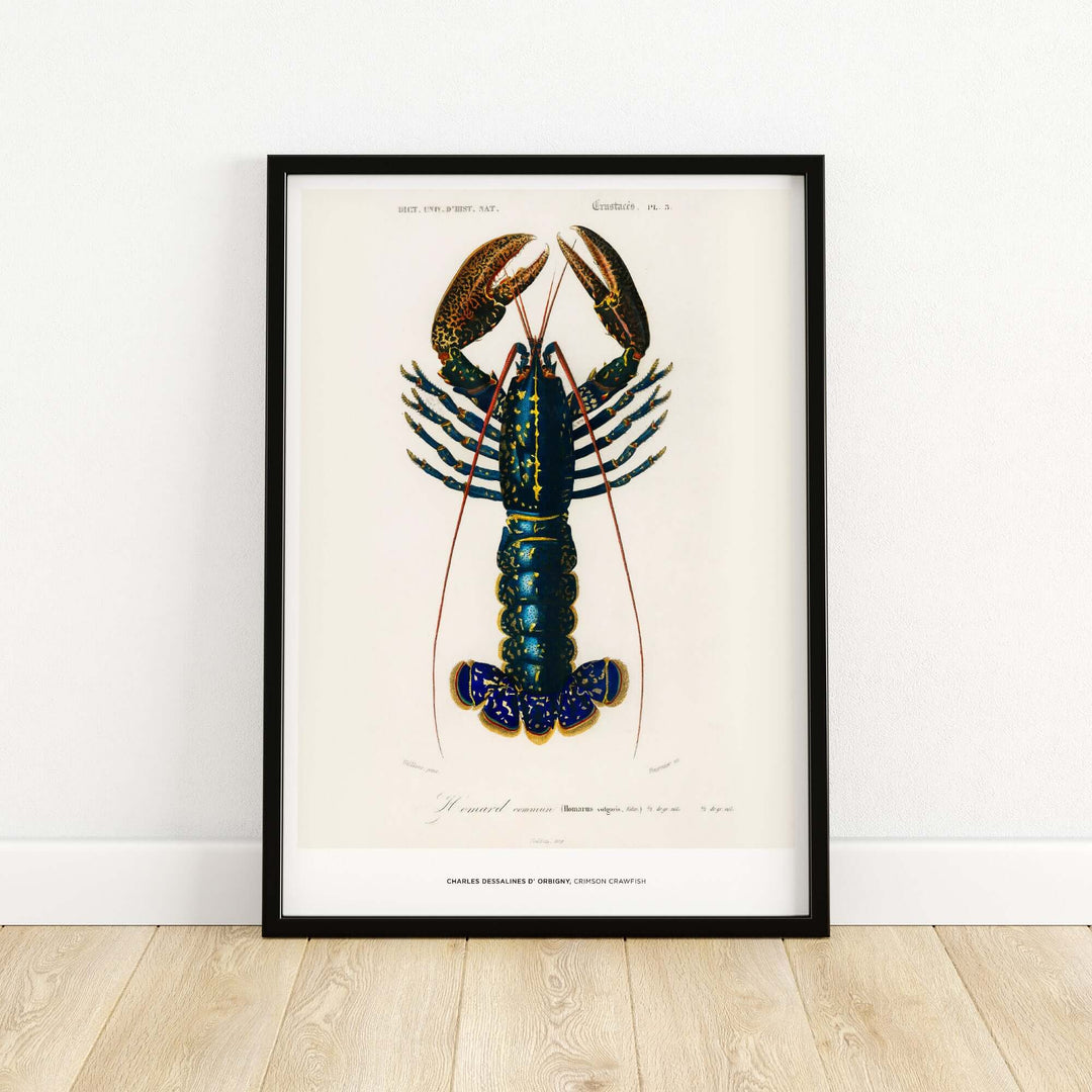 Vintage illustration of a lobster by Charles d'Orbigny, showcasing a detailed Crimson Crawfish art print.