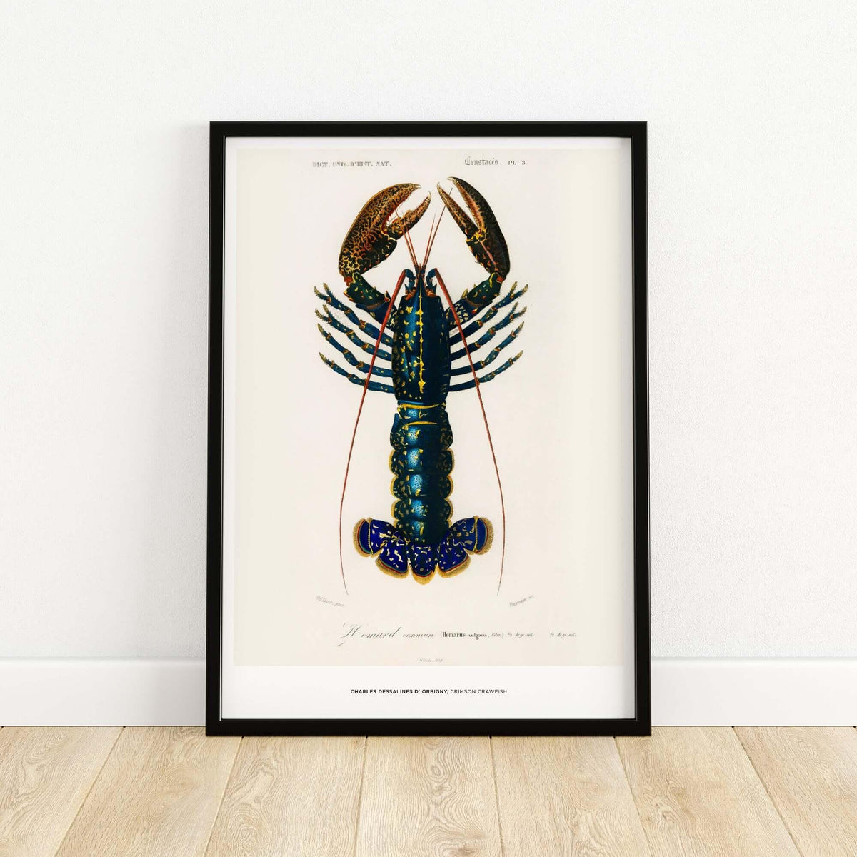 Exhibition Art Print Charles d'Orbigny Crimson Crawfish Vintage Lobster Illustration Wall Art
