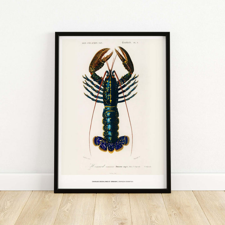 Vintage illustration of a lobster by Charles d'Orbigny, showcasing a detailed Crimson Crawfish art print.