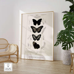 Exhibition Art Print Charles d'Orbigny Butterflies Vintage Entomology Poster Wall Art displayed in a modern interior.