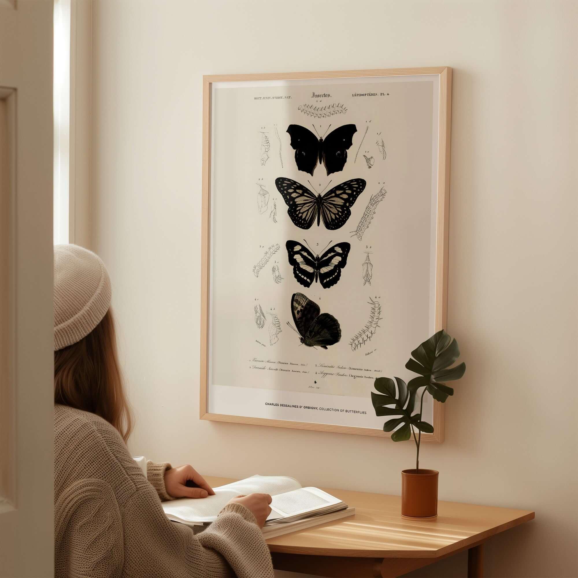 Exhibition Art Print Charles d'Orbigny Butterflies Vintage Entomology Poster Wall Art displayed in a cozy room.
