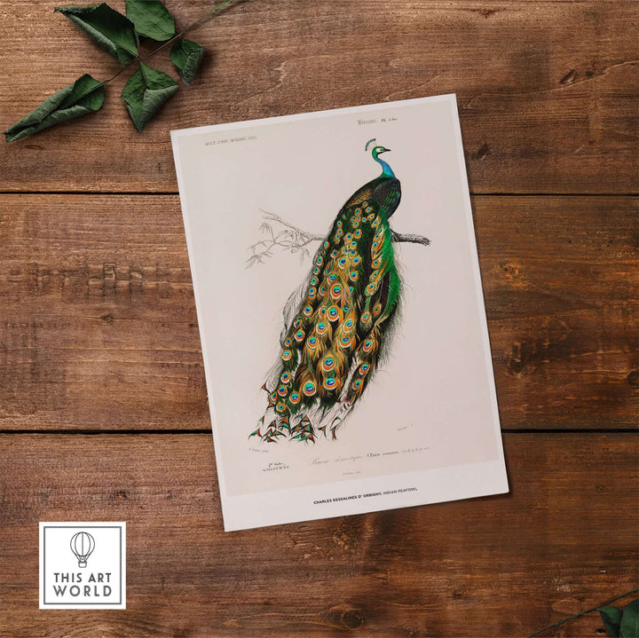Vintage Indian Peafowl illustration by Charles d'Orbigny, showcasing colorful feathers on a branch.