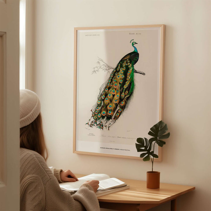 Vintage Indian Peafowl wall art print by Charles d'Orbigny, showcased in a cozy interior setting.