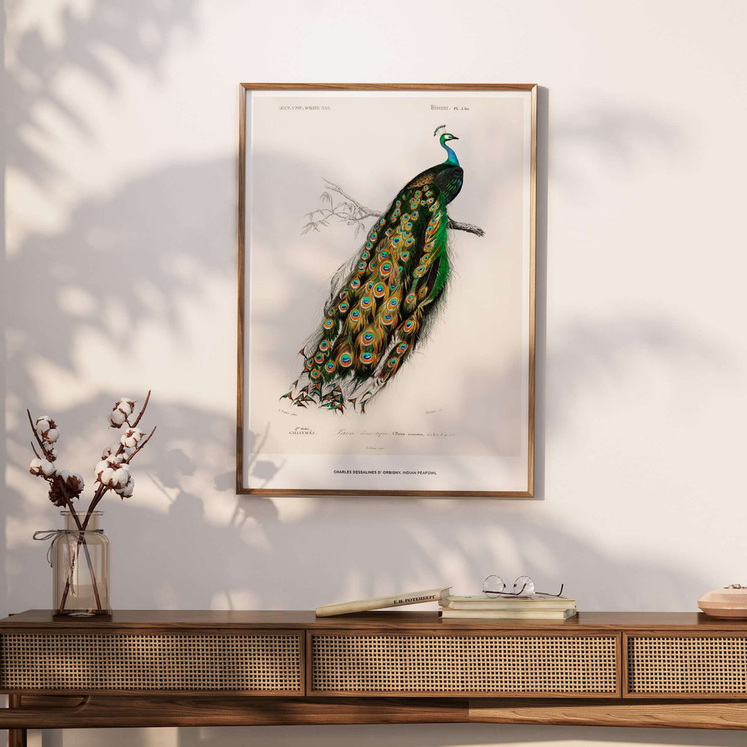 Exhibition Art Print of Indian Peafowl by Charles d'Orbigny, showcasing vibrant feathers and vintage ornithological design.