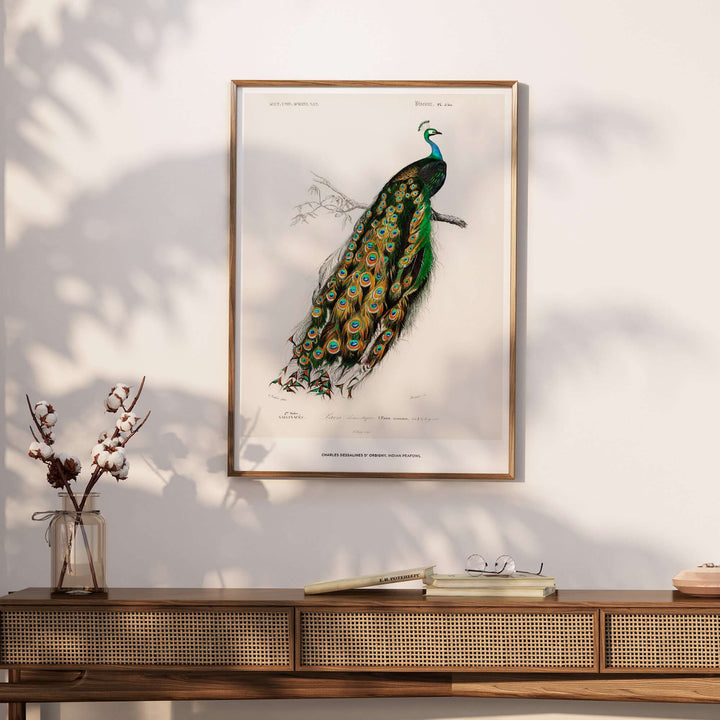 Exhibition Art Print of Indian Peafowl by Charles d'Orbigny, showcasing vibrant feathers and vintage ornithological design.