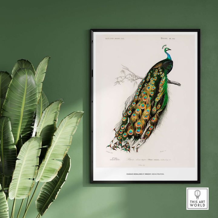 Vintage illustration of an Indian Peafowl by Charles d'Orbigny framed on a green wall with plants.