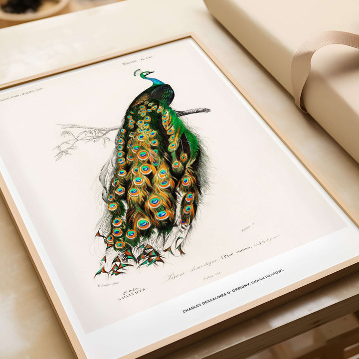 Exhibition art print of Indian Peafowl by Charles d'Orbigny, featuring vibrant feathers on branch, vintage wall decor.