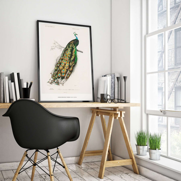 Vintage Indian Peafowl art print by Charles d'Orbigny framed in a stylish home office setting.