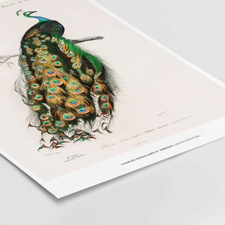 Vintage Indian Peafowl illustration by Charles d'Orbigny showcasing colorful feathers and intricate details on a branch.