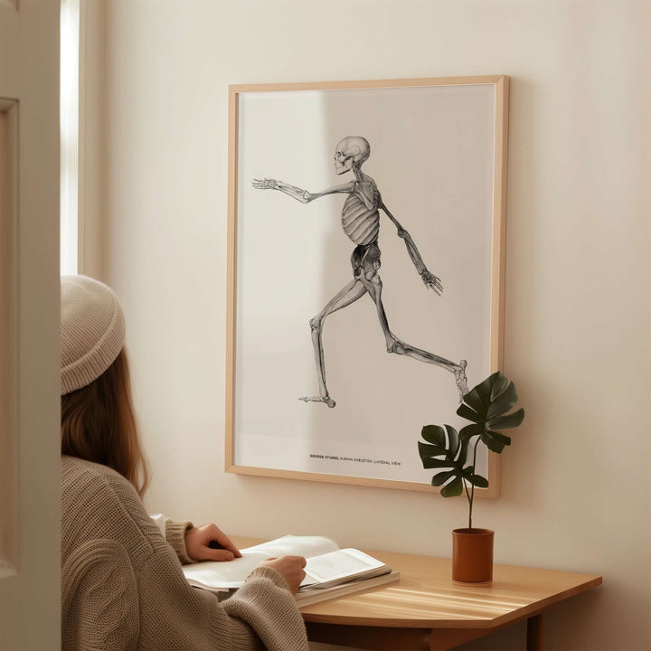 Vintage George Stubbs human skeleton lateral view art print displayed in a cozy living room setting.