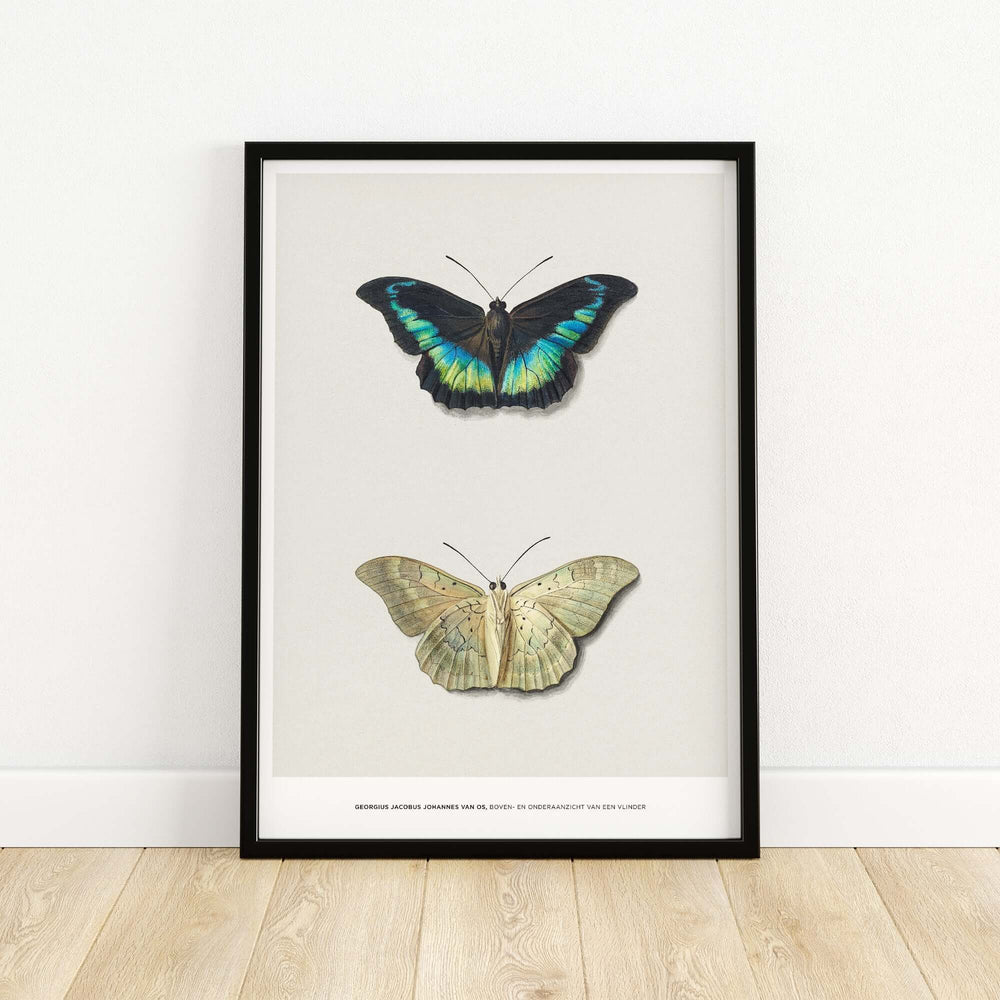 Framed vintage entomological poster featuring two butterflies by Georgius van Os on a neutral background.