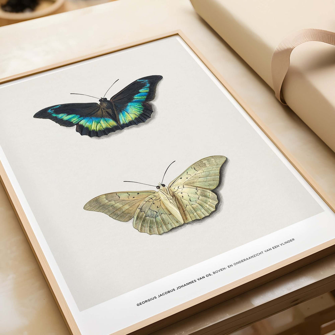 Vintage entomological poster featuring two butterfly illustrations by Georgius van Os, showcasing vibrant colors and detailed designs.
