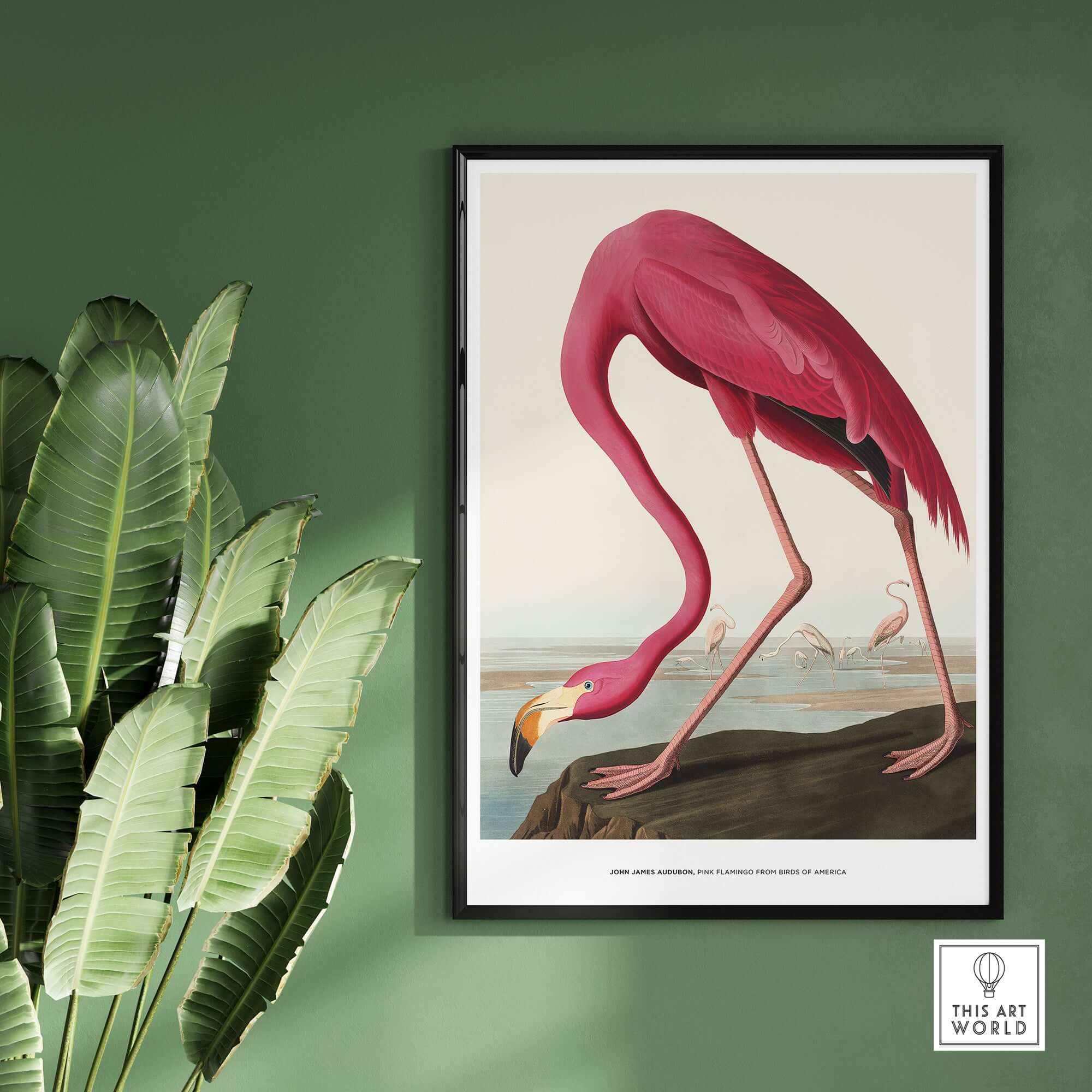Exhibition Art Print Pink Flamingo Birds of America Vintage Bird Poster - John James Audubon, showcasing a pink flamingo.