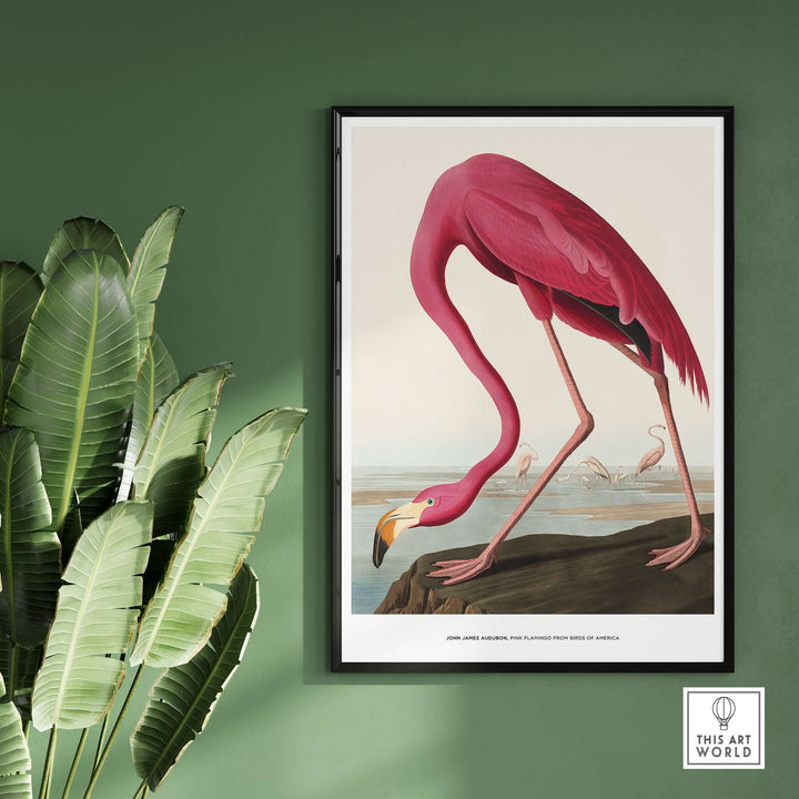Vintage pink flamingo art print by John James Audubon, showcasing the bird in its natural habitat.