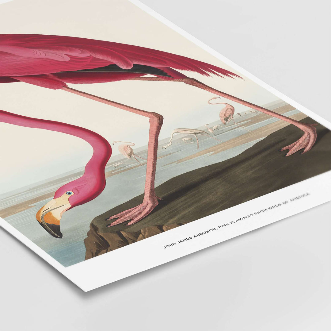 John James Audubon Vintage Pink Flamingo Art Print showcasing the bird in its natural habitat.