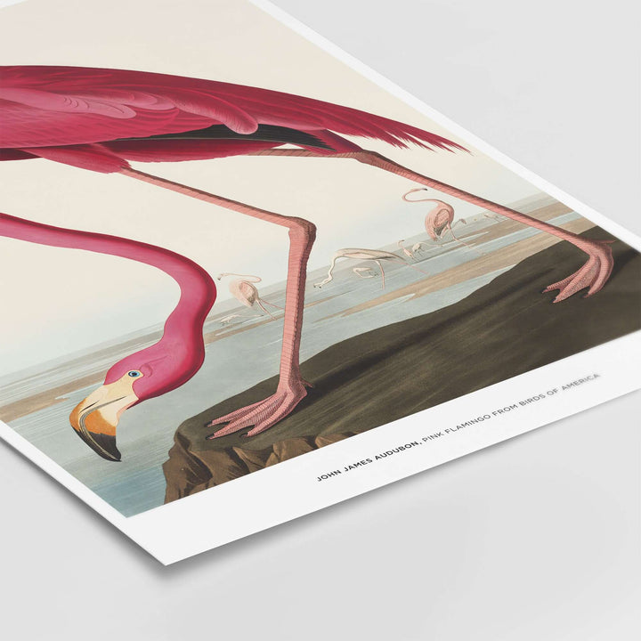 John James Audubon Vintage Pink Flamingo Art Print showcasing the bird in its natural habitat.