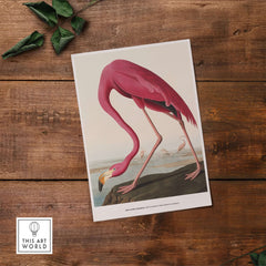 Exhibition Art Print Pink Flamingo Birds of America Vintage Bird Poster - John James Audubon displayed on wooden surface.