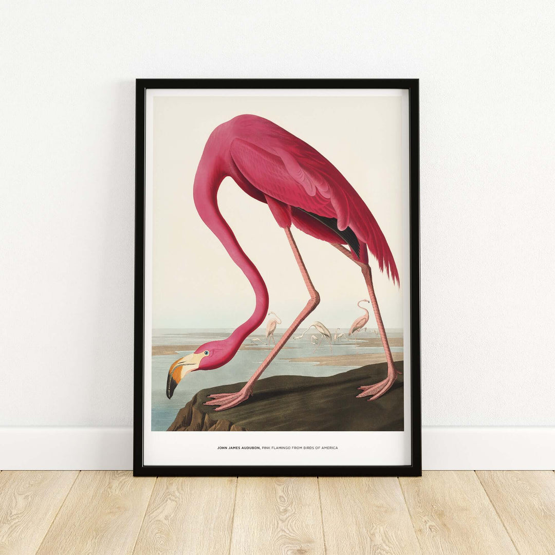 Vintage art print of a pink flamingo by John James Audubon, showcasing birds of America in natural habitat.