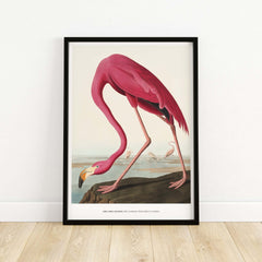 Exhibition Art Print Pink Flamingo Birds of America Vintage Bird Poster - John James Audubon framed wall art.