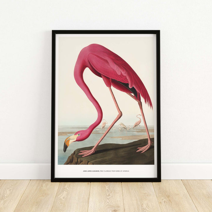 Vintage art print of a pink flamingo by John James Audubon, showcasing birds of America in natural habitat.