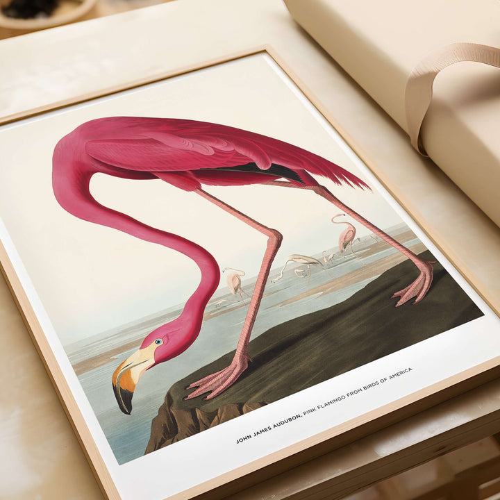 John James Audubon Pink Flamingo vintage art print from Birds of America, showcasing a vibrant flamingo in its habitat.
