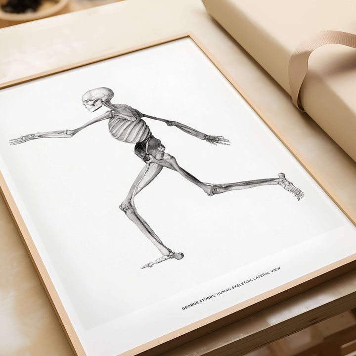 Exhibition art print of George Stubbs' human skeleton lateral view anatomy poster in elegant frame.