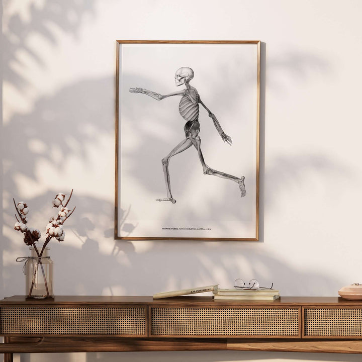 Exhibition art print of a human skeleton in lateral view by George Stubbs displayed in a modern decor setting.