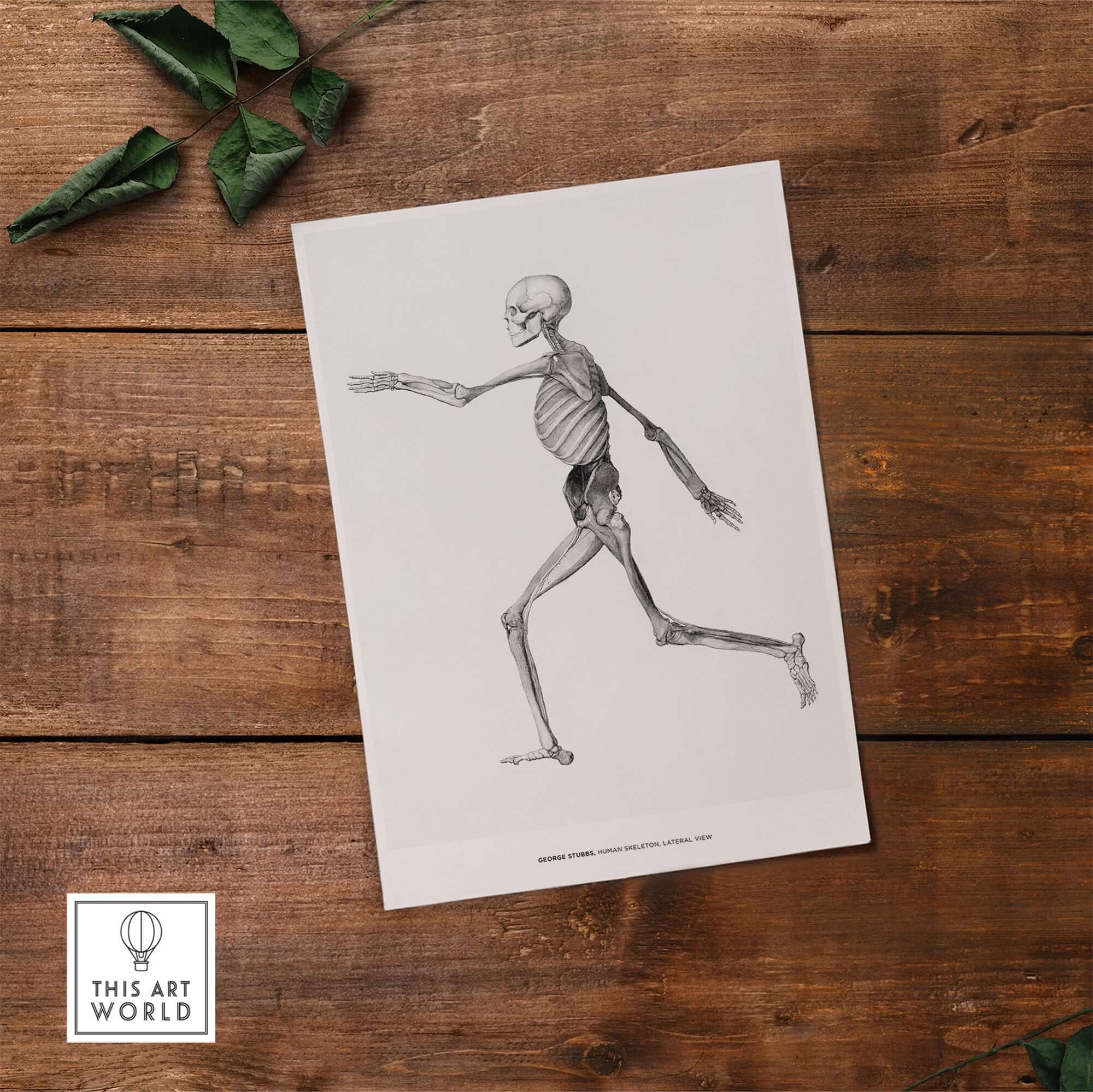 Exhibition Art Print George Stubbs Human Skeleton Lateral View Anatomy Poster on wooden surface
