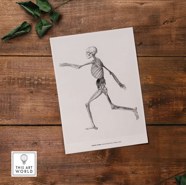 Vintage anatomical poster of human skeleton in lateral view by George Stubbs, showcasing scientific illustration.