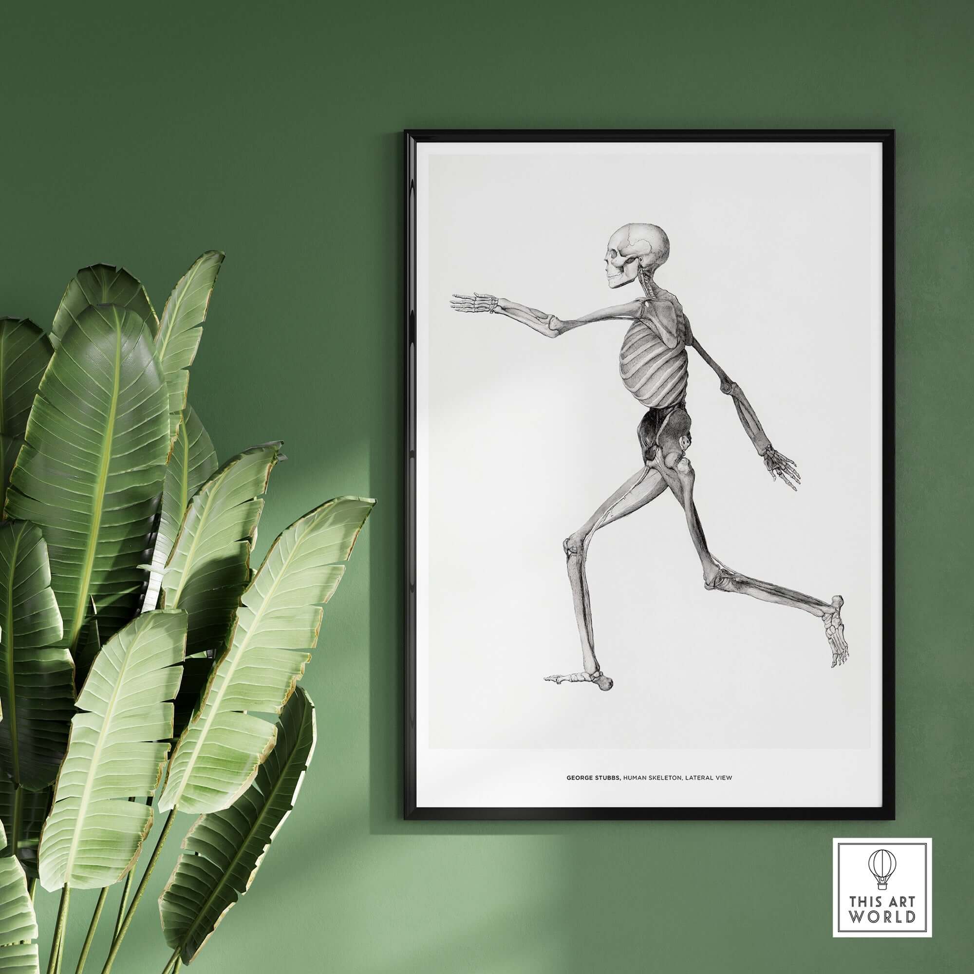 Exhibition Art Print George Stubbs Human Skeleton Lateral View Anatomy Poster framed on a green wall with plants.