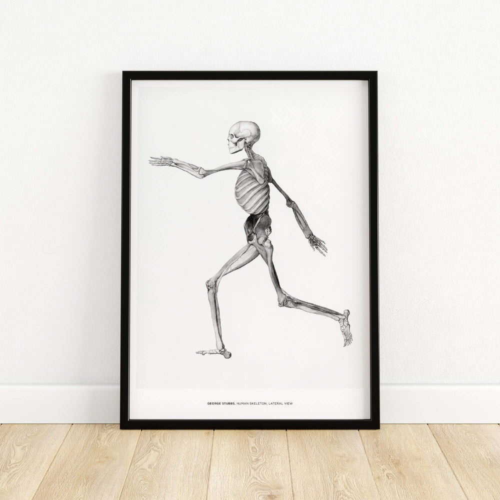 George Stubbs Exhibition Art Print of Human Skeleton Lateral View Anatomy Framed Poster in Modern Decor