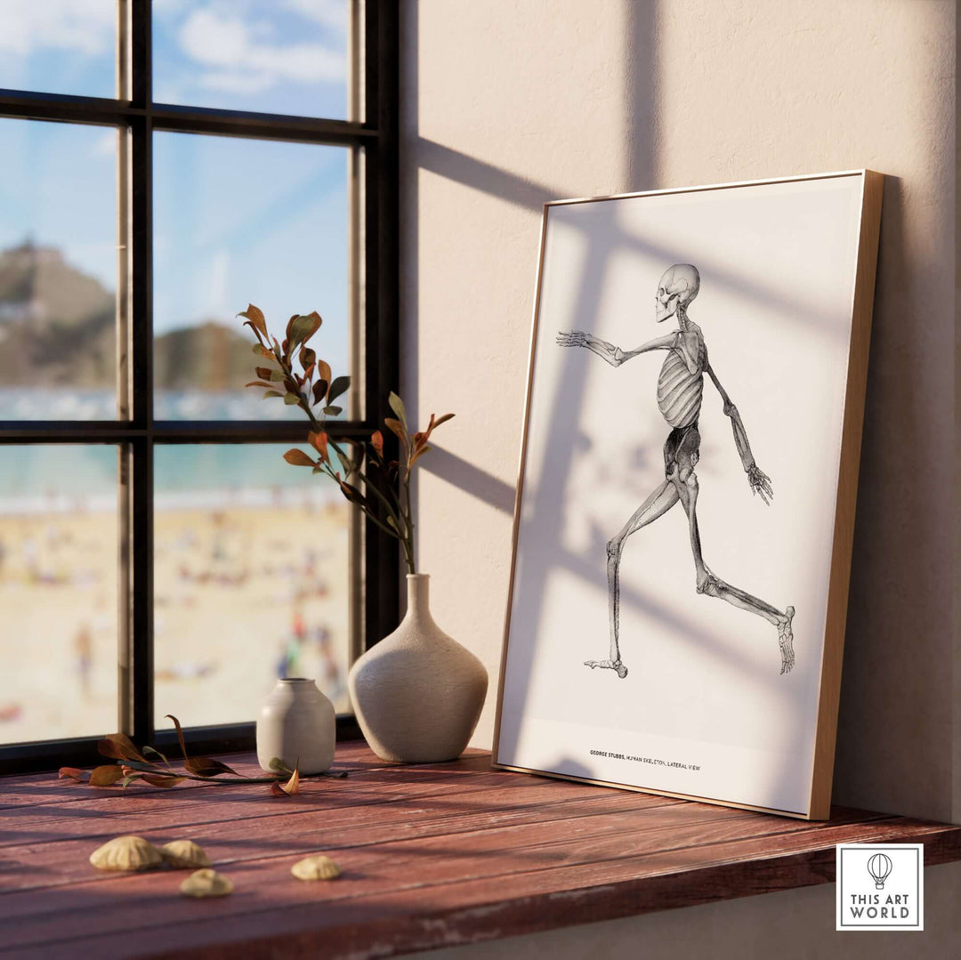 Exhibition art print of human skeleton lateral view by George Stubbs, displayed in a sunlit room.