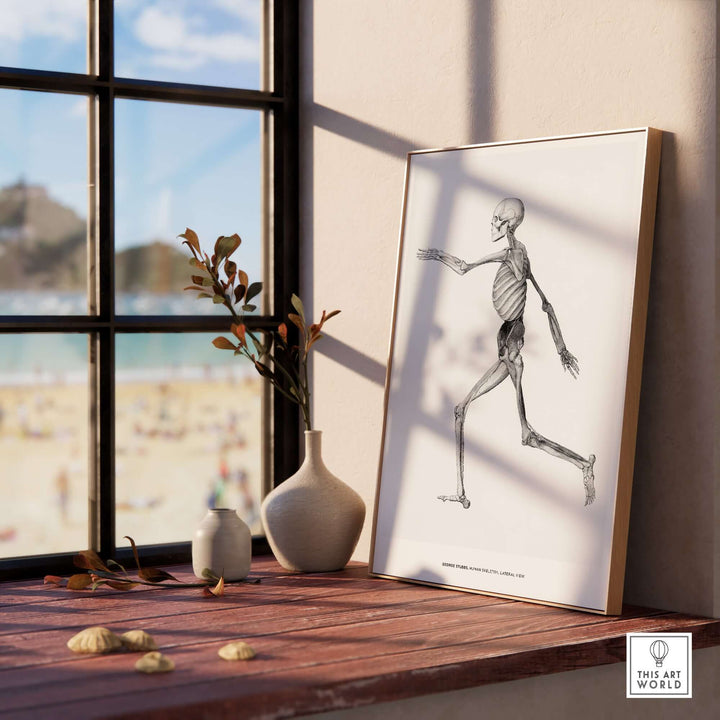 Exhibition art print of human skeleton lateral view by George Stubbs, displayed in a sunlit room.
