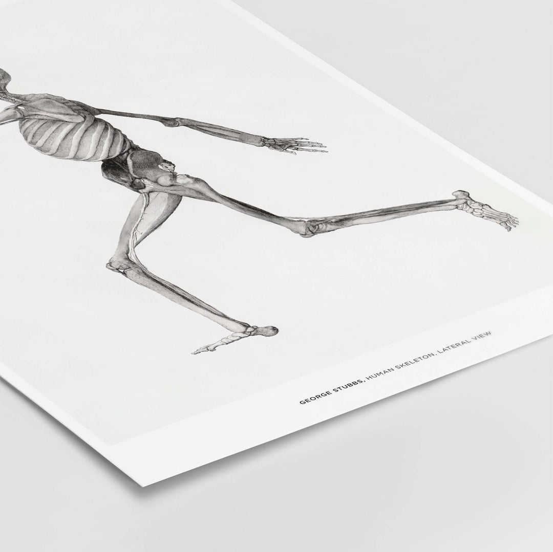 George Stubbs human skeleton lateral view art print showcasing detailed anatomical illustration.