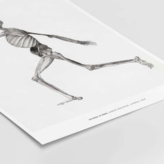 Exhibition Art Print George Stubbs Human Skeleton Lateral View Anatomy Poster showcasing detailed anatomical illustration.