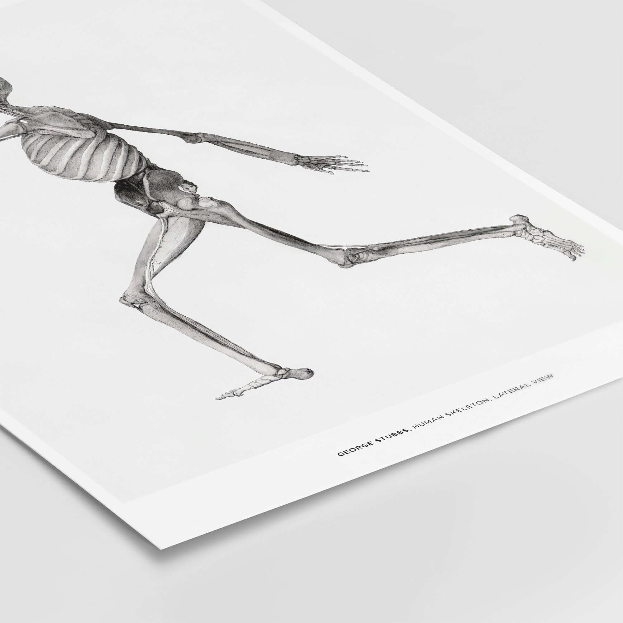 Exhibition Art Print George Stubbs Human Skeleton Lateral View Anatomy Poster showcasing detailed anatomical illustration.