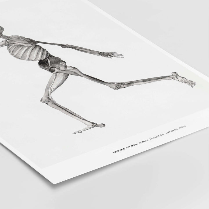 George Stubbs human skeleton lateral view art print showcasing detailed anatomical illustration.
