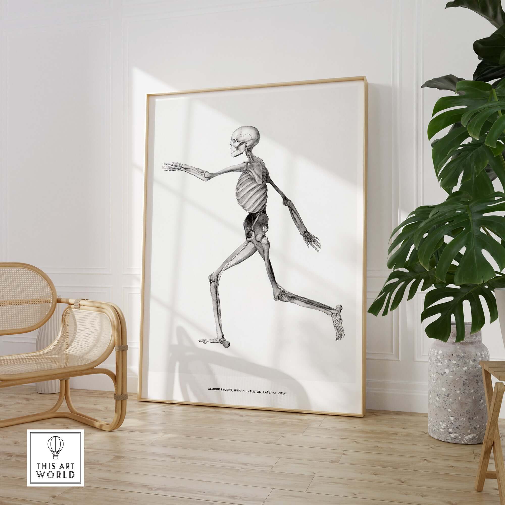 Exhibition Art Print George Stubbs Human Skeleton Lateral View Anatomy Poster displayed in a modern interior.
